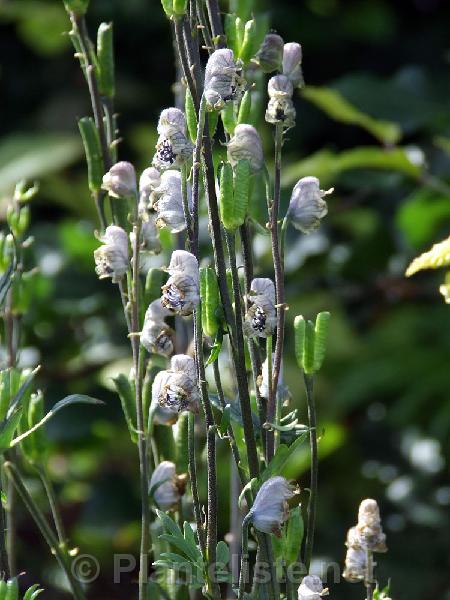 Aconitum brachypodum - Click for next image