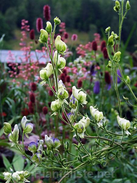 Aconitum columbianum ssp. columbianum - Click for next image