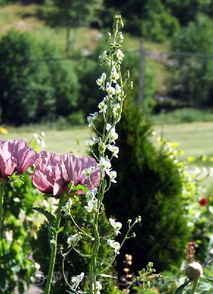 Aconitum columbianum ssp. columbianum - Click for next image