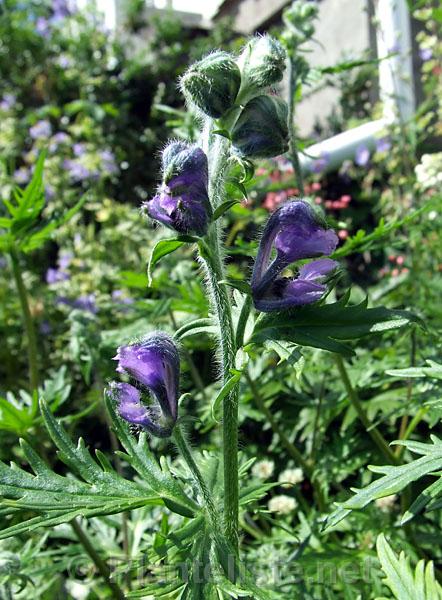 Aconitum gymnandrum ex Litang, Sichuan - Click for next image