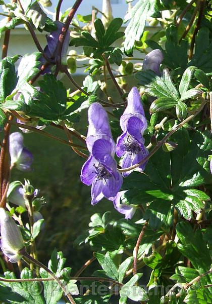 Aconitum hemsleyanum - Click for next image