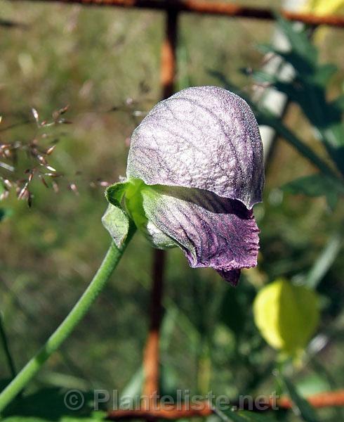 Aconitum heterophyllum - Click for next image