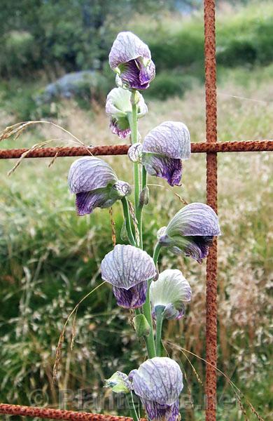 Aconitum heterophyllum - Click for next image