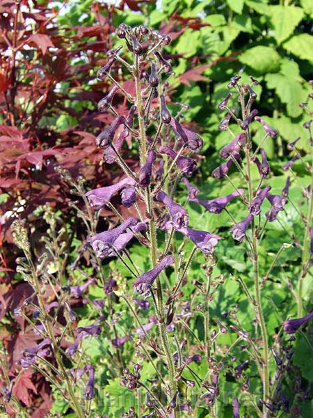 Aconitum scaposum ssp. hupehanum - Click for next image