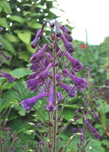 Aconitum scaposum ssp. hupehanum - Click for next image