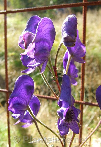 Acoinitum seoulense - Click for next image