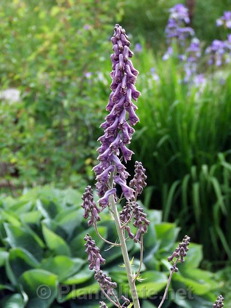 Aconitum septentrionale - Click for next image