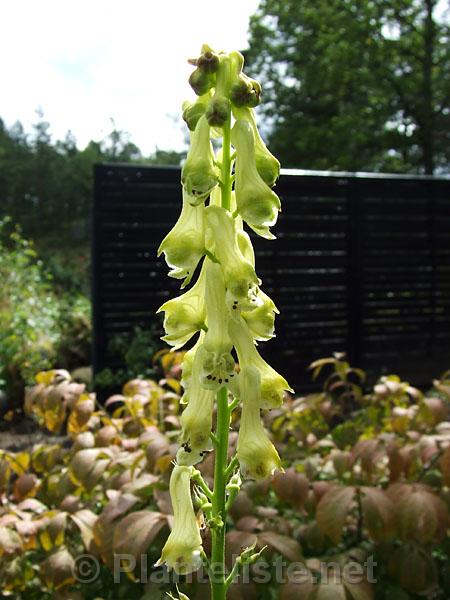 Aconitum "sichotense" - Click for next image