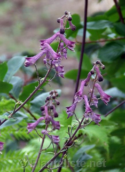 Aconitum sinomontanum - Click for next image