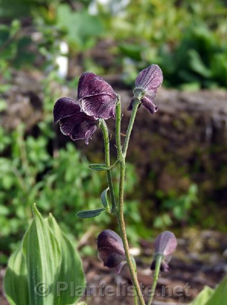 Aconitum sp. - Click for next image