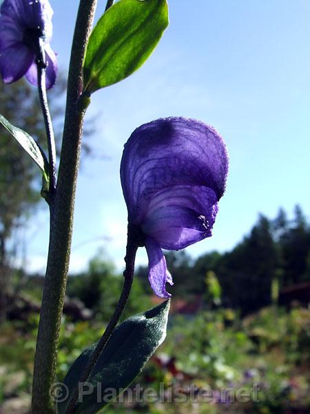 Aconitum sp. ex Chen Yi - Click for next image