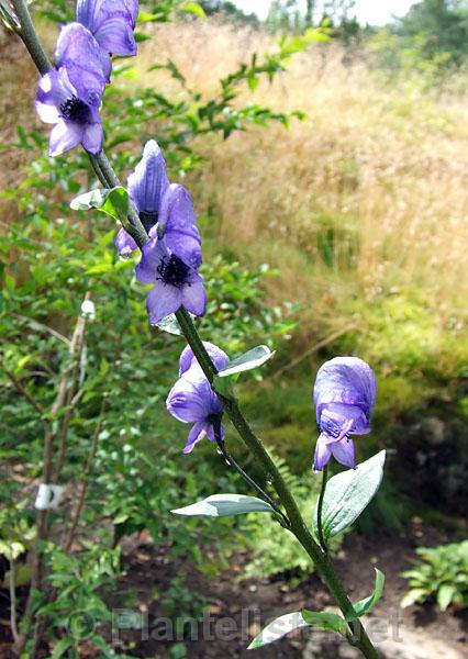 Aconitum sp. ex Chen Yi - Click for next image