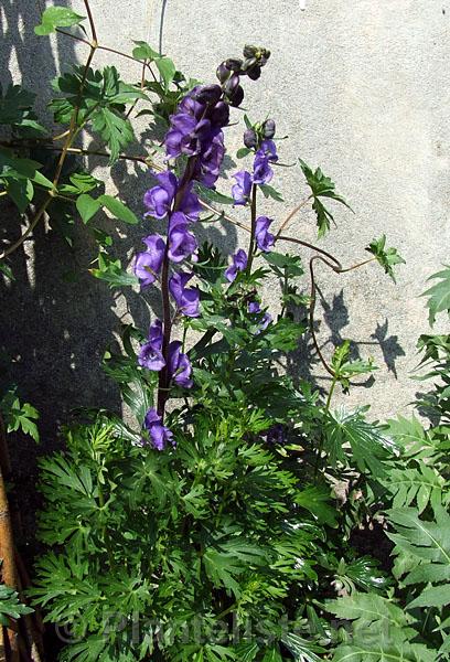 Aconitum tauricum - Click for next image