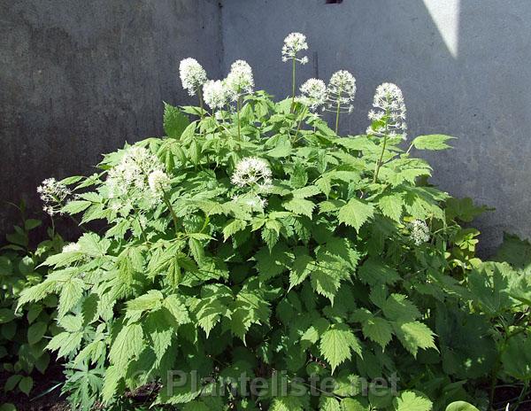 Actaea pachypoda - Click for next image