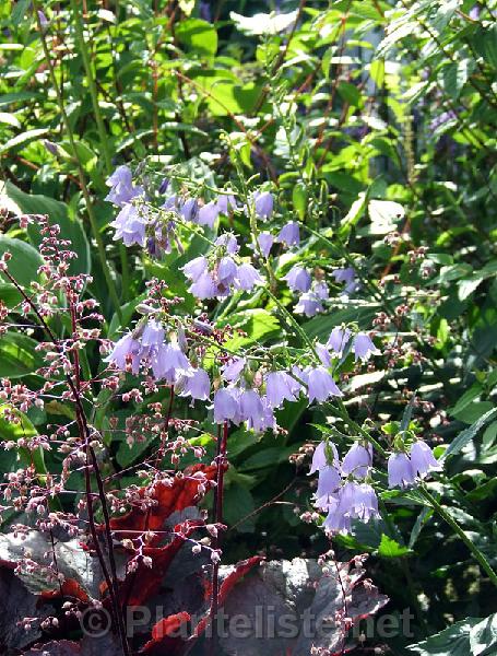 Adenophora triphylla var. japonica - Click for next image