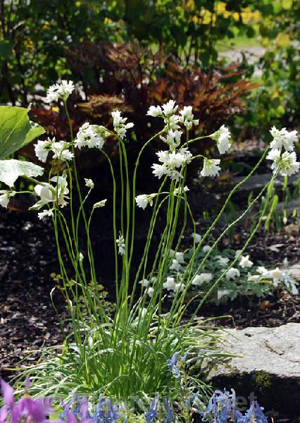 Allium zebdanense - Click for next image