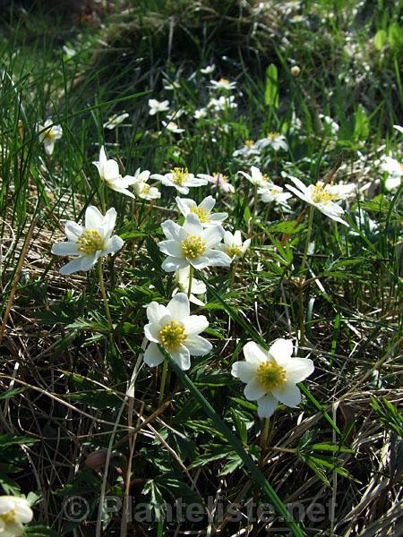 Anemone nemorosa - Click for next image
