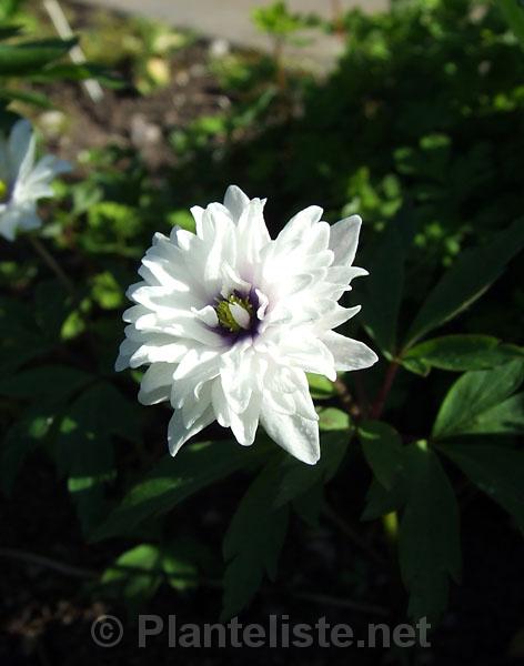 Anemone nemorosa 'Blue Eyes' - Click for next image