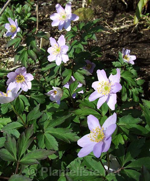 Anemone nemorosa 'Robinsoniana' - Click for next image