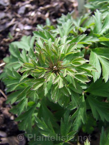 Anemone nemorosa 'Virescens' - Click for next image