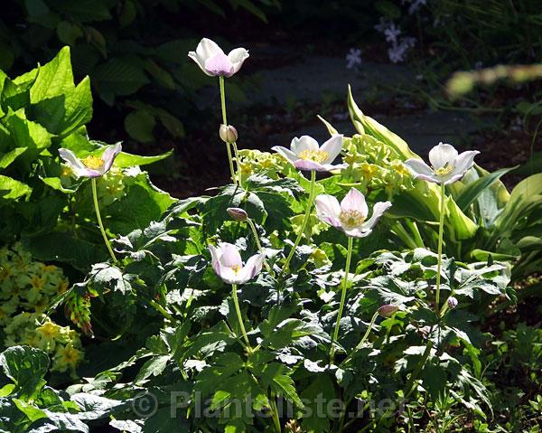 Anemone prattii - Click for next image