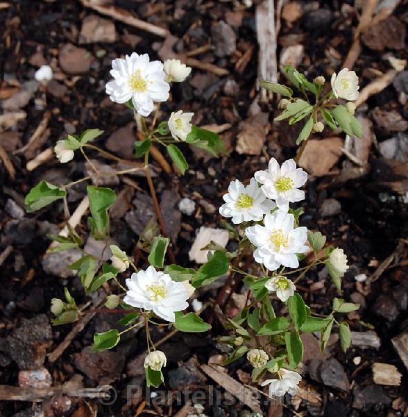 Anemonella thalictroides 'Diamant' - Click for next image