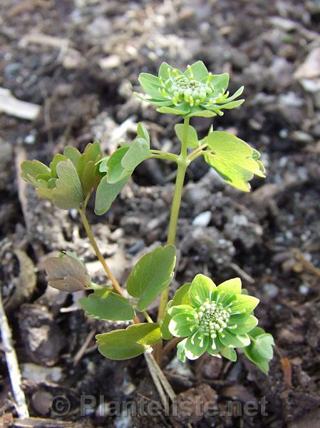 Anemonella thalictroides 'Green Hurricane' - Click for next image