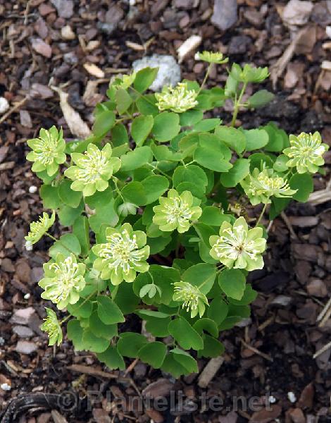 Anemonella thalictroides 'Green Hurricane' - Click for next image