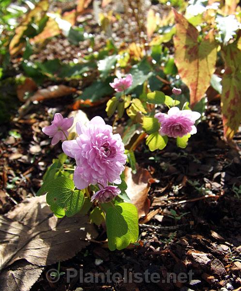 Anemonella thalictroides 'Oscar Shoaf' - Click for next image