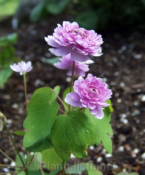 Anemonella thalictroides 'Oscar Shoaf' - Click for next image