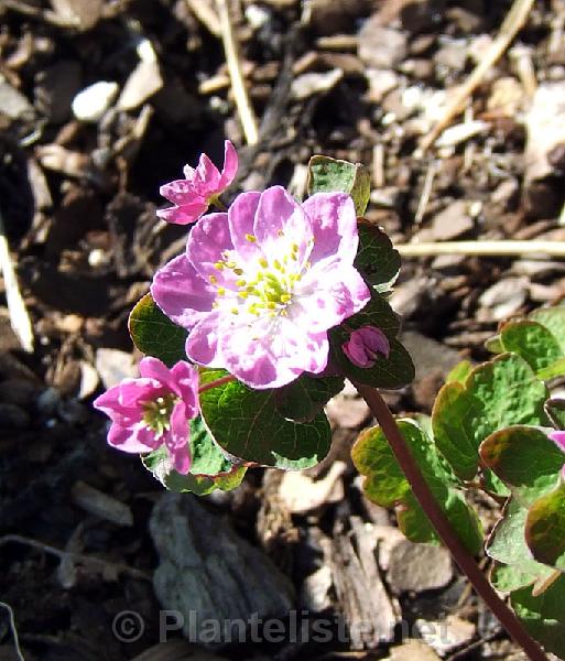 Anemonella thalictroides 'Tairin' - Click for next image