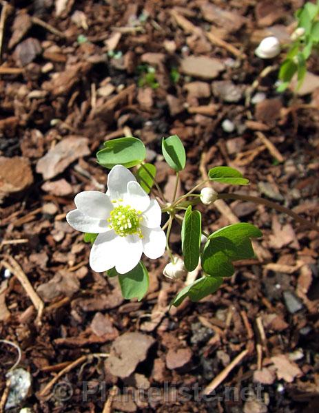 Anemonella thalictroides - Click for next image