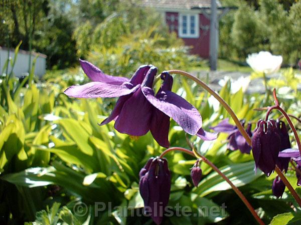 Aquilegia atrovinosa - Click for next image
