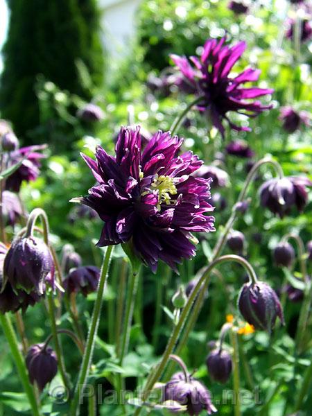 Aquilegia 'Black Barlow' - Click for next image