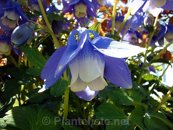 Aquilegia sp. (SteWo) - Click for next image