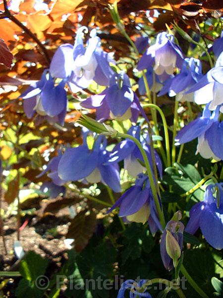 Aquilegia sp. (SteWo) - Click for next image