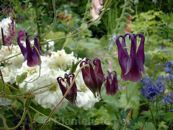 Aquilegia rockii - Click for next image