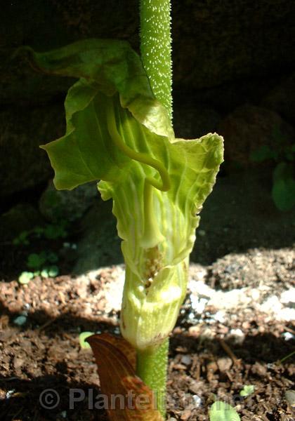 Arisaema cf. asperatum - Click for next image