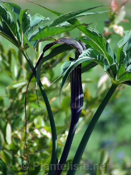Arisaema ciliatum ssp. liubaense - Click for next image