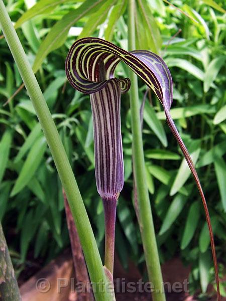 Arisaema ciliatum ssp. liubaense - Click for next image