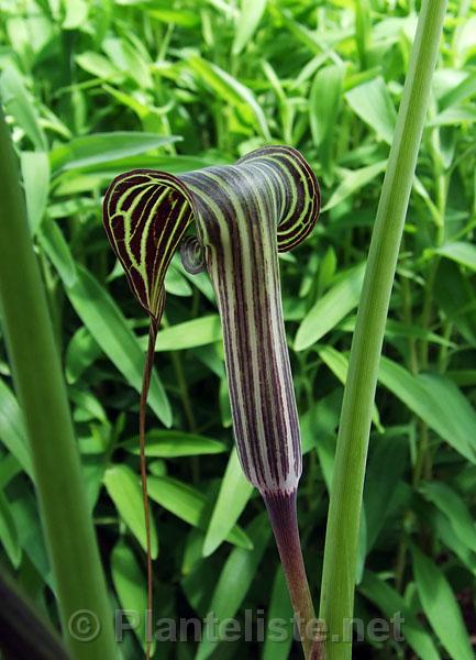 Arisaema ciliatum ssp. liubaense - Click for next image