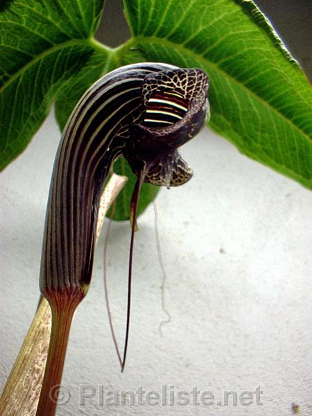 Arisaema dahaiense - Click for next image