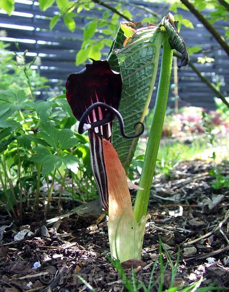 Arisaema elephas - Click for next image