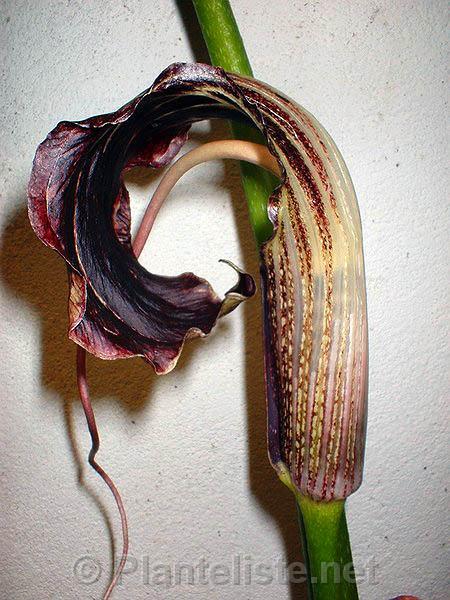 Arisaema wilsonii - Click for next image