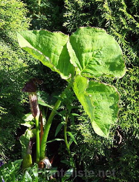 Arisaema wilsonii - Click for next image