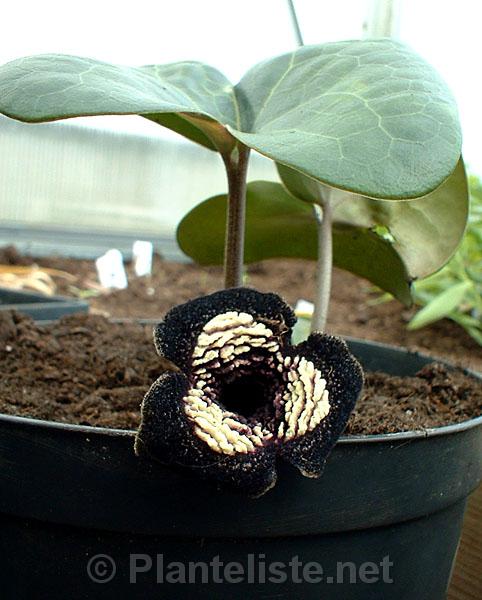 Asarum sp. ex Chen Yi (E-05) - Click for next image