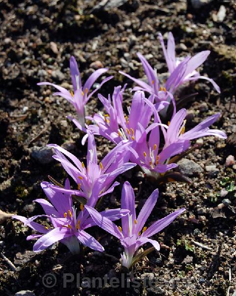 Bulbocodium vernum - Click for next image
