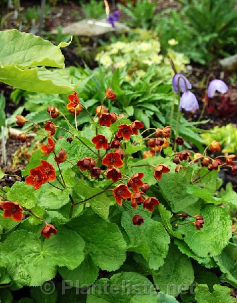 Caltha palustris var. barthei - Click for next image