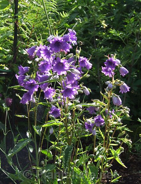 Campanula trachelium 'Bernice' - Click for next image