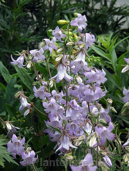 Campanula rigidipila - Click for next image